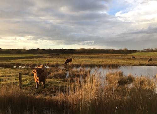 schotse hooglanders