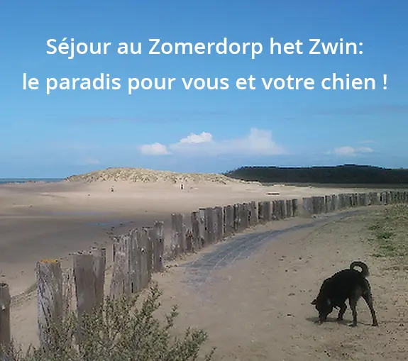 cadzand-chien