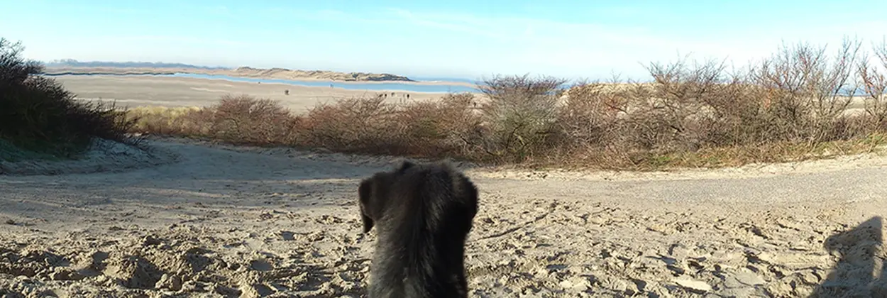 hond op strand