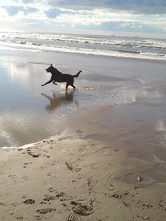 hond aan zee